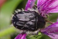 Tropinota hirta