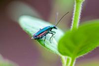 Oedemera nobilis