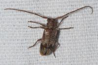 Exocentrus adspersus