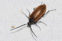 Pseudocistela ceramboides