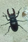 Lucanus cervus