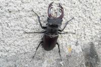Lucanus cervus