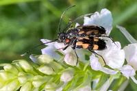 Anoplodera sexguttata