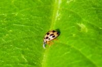 Propylea quatuordecimpunctata
