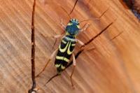 Xylotrechus arvicola