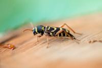 Xylotrechus arvicola