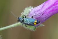 Clanoptilus elegans