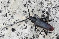 Cerambyx cerdo