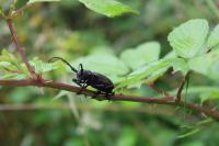 Lamia textor