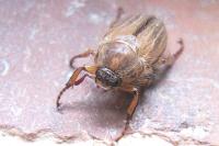 Amphimallon