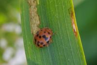 Subcoccinella vigintiquatuorpunctata