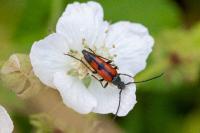 Stenurella bifasciata