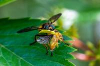Cteniopus sulphureus