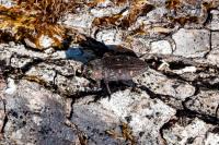 Chrysobothris affinis