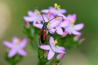 Stenurella melanura