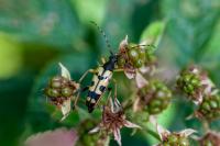 Rutpela maculata
