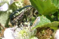 Cetonia aurata