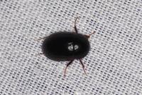 Hydrobius fuscipes