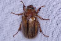 Amphimallon