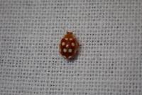 Vibidia duodecimguttata