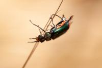 Malachius bipustulatus