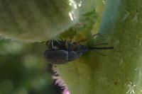 Rhopalapion longirostre