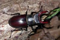 Lucanus cervus