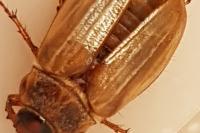 Amphimallon solstitiale