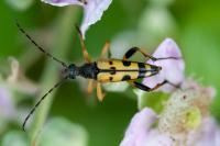 Rutpela maculata