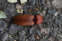 Elater ferrugineus