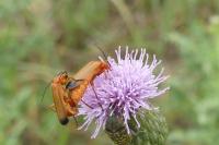 Rhagonycha fulva