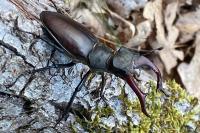 Lucanus cervus