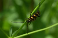 Leptura quadrifasciata