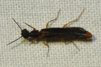 Lymexylon navale