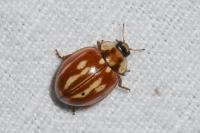 Myzia oblongoguttata