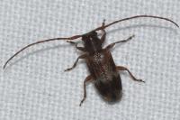 Exocentrus lusitanus