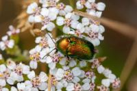 Cryptocephalus