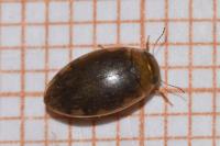 Laccophilus minutus