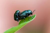 Cryptocephalus