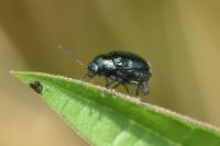 Cryptocephalus parvulus