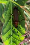 Rhagonycha fulva