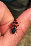 Trichodes alvearius