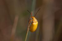 Cteniopus sulphureus