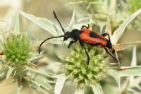 Stictoleptura cordigera