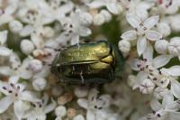 Cetonia aurata