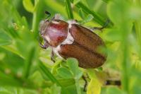 Anoxia villosa