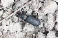 Spondylis buprestoides