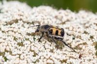 Trichius gallicus