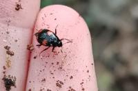 Scaphidium quadrimaculatum