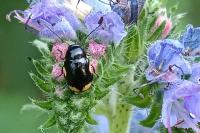 Cryptocephalus moraei